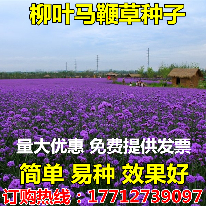 宿根婚纱摄影观花种子柳叶马鞭草