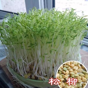 松柳芽苗菜种子四季阳台种菜无土水培纸上种菜蔬菜盆栽松柳种籽孑