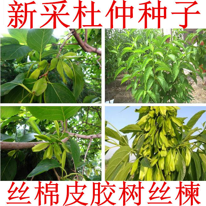 新采杜仲种子 丝棉皮 棉树皮 胶树 中药材树种子 丝棉皮 胶树