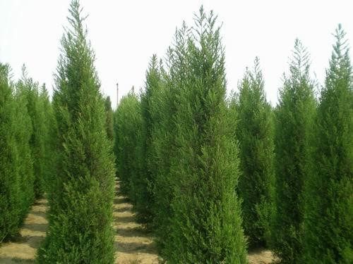 柏树种子塔柏种子侧柏种子桧柏龙柏种子墓地松柏种子圆柏洒金柏籽