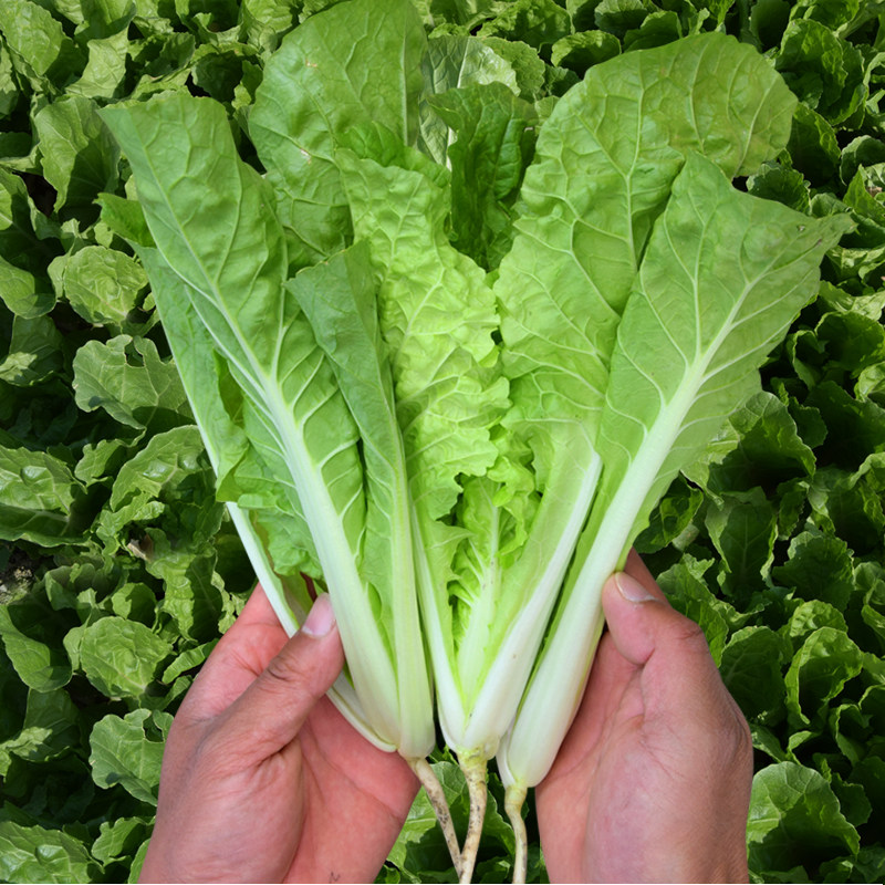 小白菜种籽子四季白菜籽苗春秋冬季青蔬菜菜种籽大全种孑阳台种菜