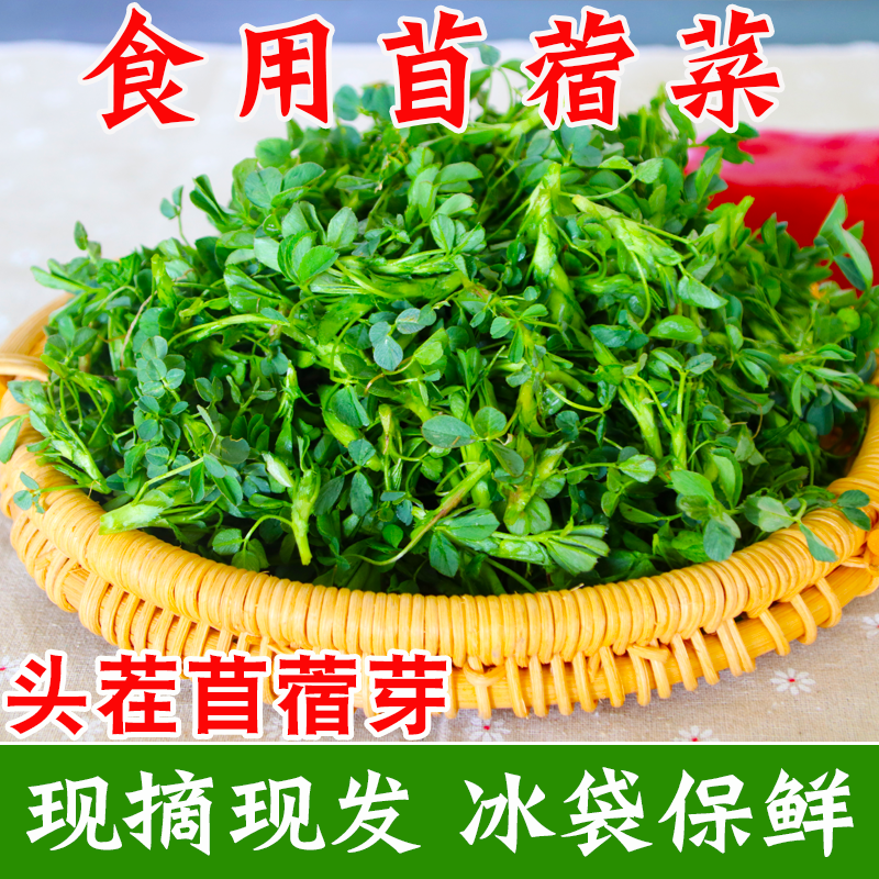 苜蓿菜新鲜当季食用产地直销现摘现发露天头茬野菜蔬菜苜蓿芽草头