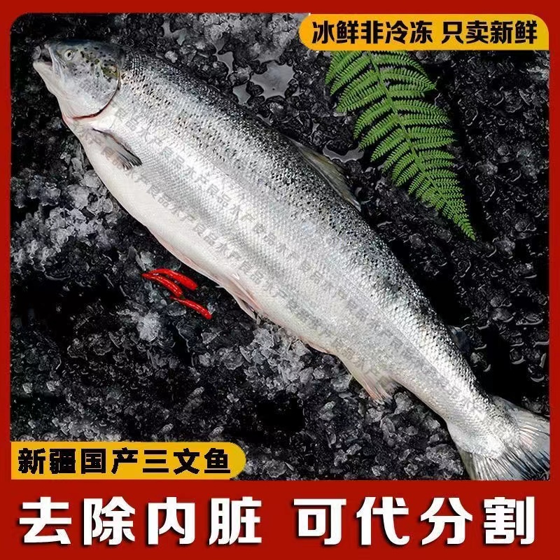 新疆国产三文鱼整条一条冰鲜刺身寿司免费日料开片新鲜可开片中段-封面