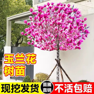 玉兰花树苗盆栽红黄白紫玉兰树苗广玉兰花苗庭院花卉绿化植物苗木