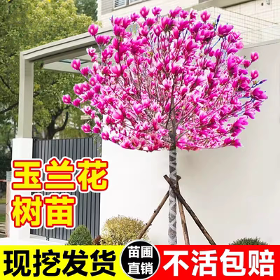 玉兰花树苗庭院花卉绿化植物