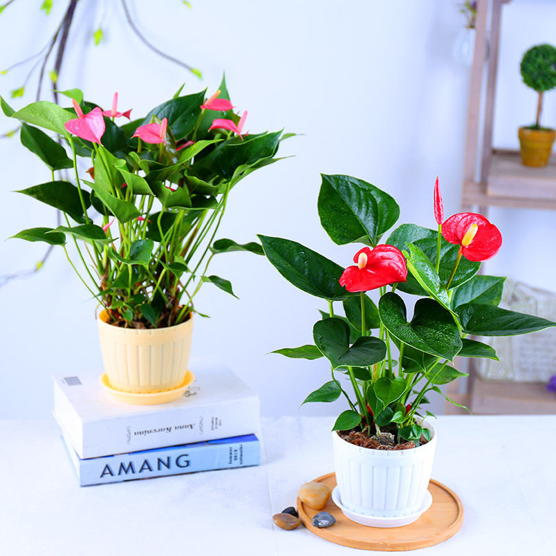 白掌一帆风顺粉掌红掌水培土培盆栽室内办公桌绿植净化空气