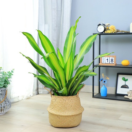 香龙血树金边巴西铁盆栽也门