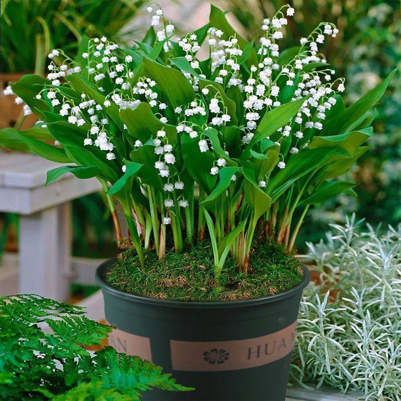 铃兰花盆栽植物香水花卉