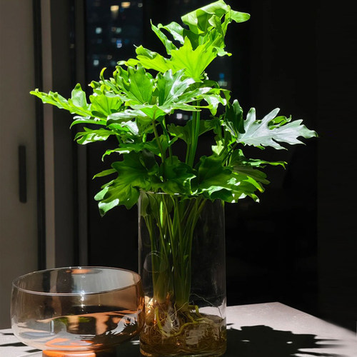 龙鳞春羽水培植物室内办公室好养盆栽四季常青观叶植物春雨绿植