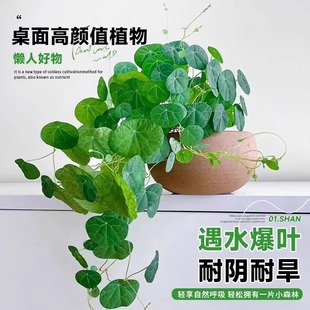红藤山乌龟爬藤植物种球金不换室内好养活水培植物盆栽多肉绿植