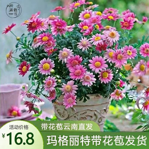 玛格丽特花苗带花盆栽小雏菊植物