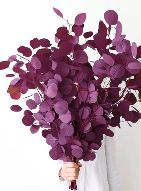 苹果尤加利叶永生花鲜花桌面室内圆叶网红ins风摆件云南基地直发