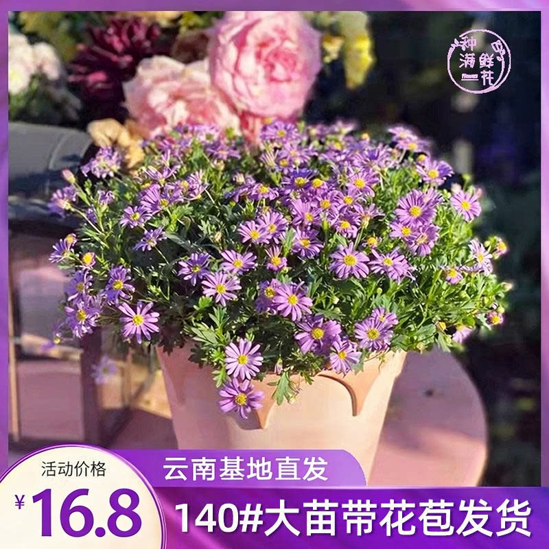 姬小菊小雏菊玛格丽特菊四季开花图片