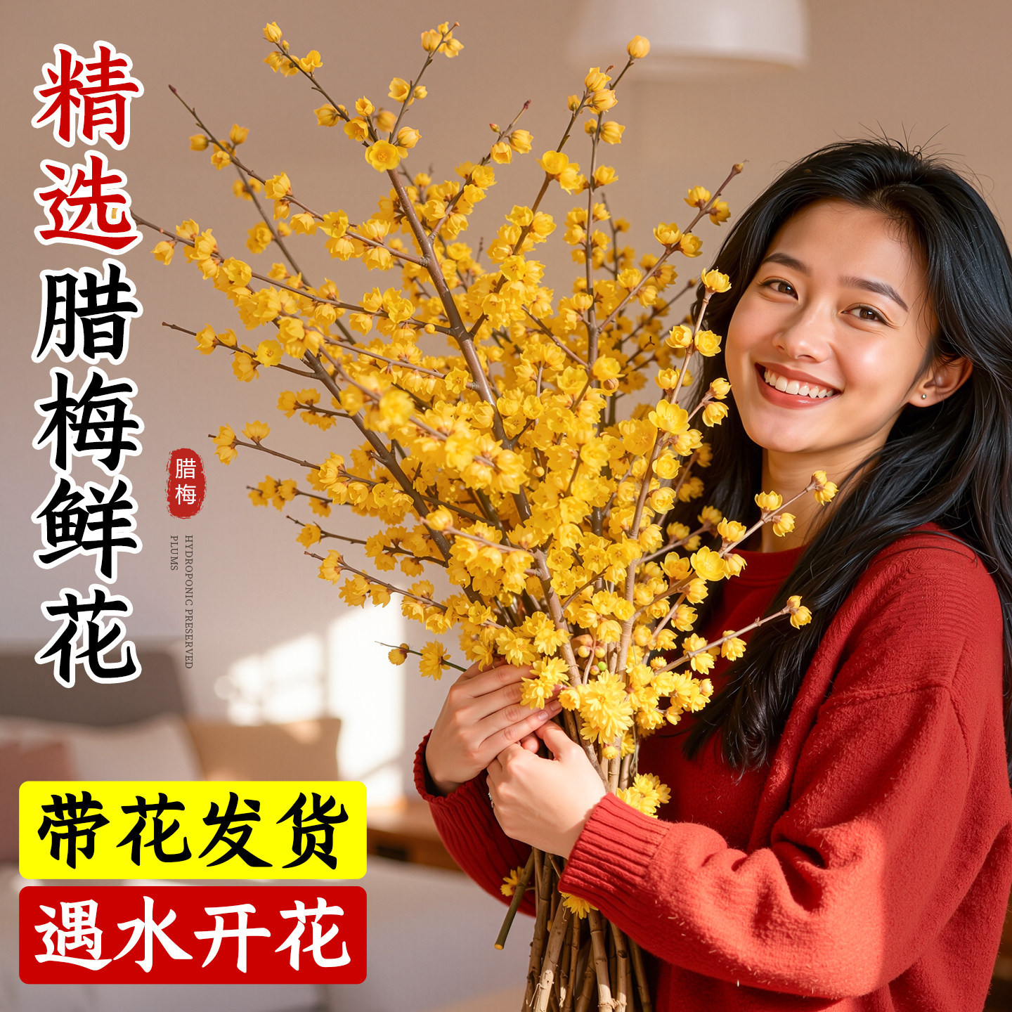 腊梅花鲜花水培植物带花苞鲜切花干枝蜡梅插花室内绿植年宵花花卉