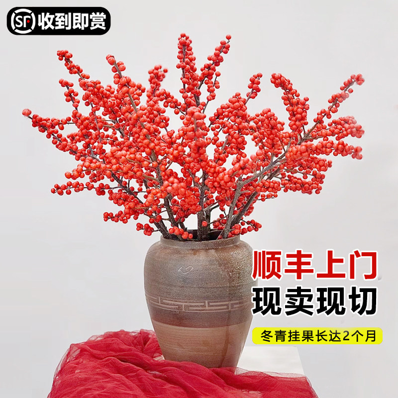 【顺丰到家】北美冬青红果年宵花