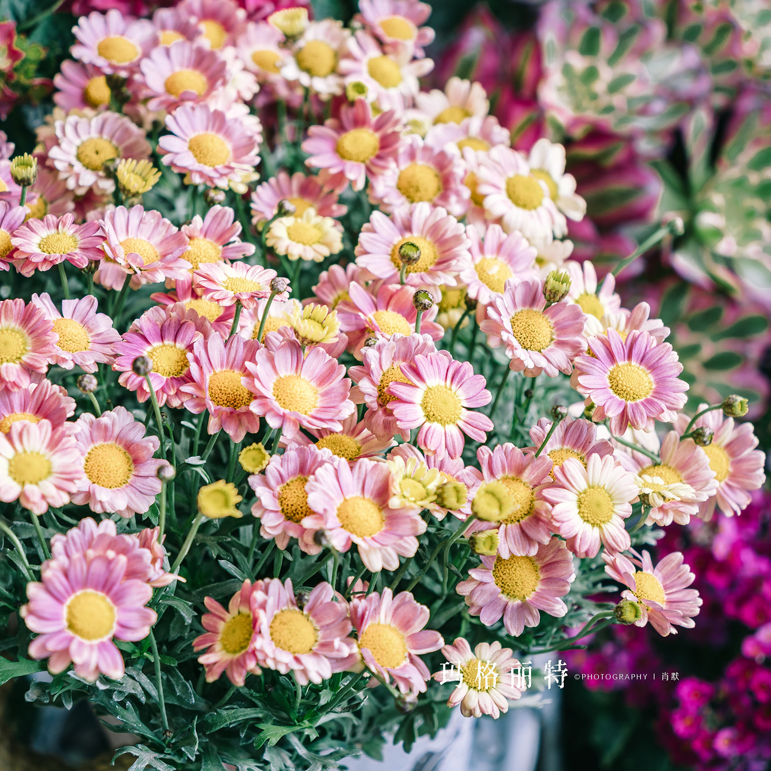 玛格丽特花苗带花盆栽蜜糖糖果小雏菊阳台庭院植物四季开花花卉
