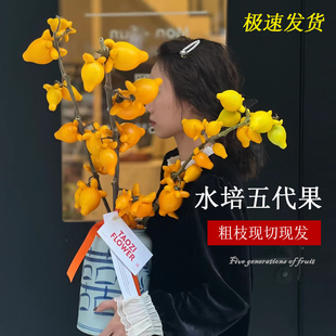 五代果五代同堂黄金果鲜花切枝水培家用插花摆件绿植真花年宵花卉