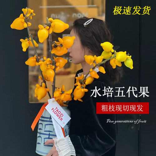 五代同堂黄金果年宵花水培鲜切花