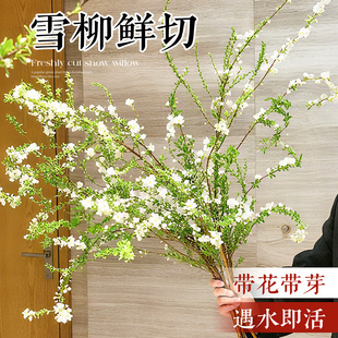 雪柳鲜枝带花苞干枝水养盆栽好养活水培植物室内插花花束花卉绿植