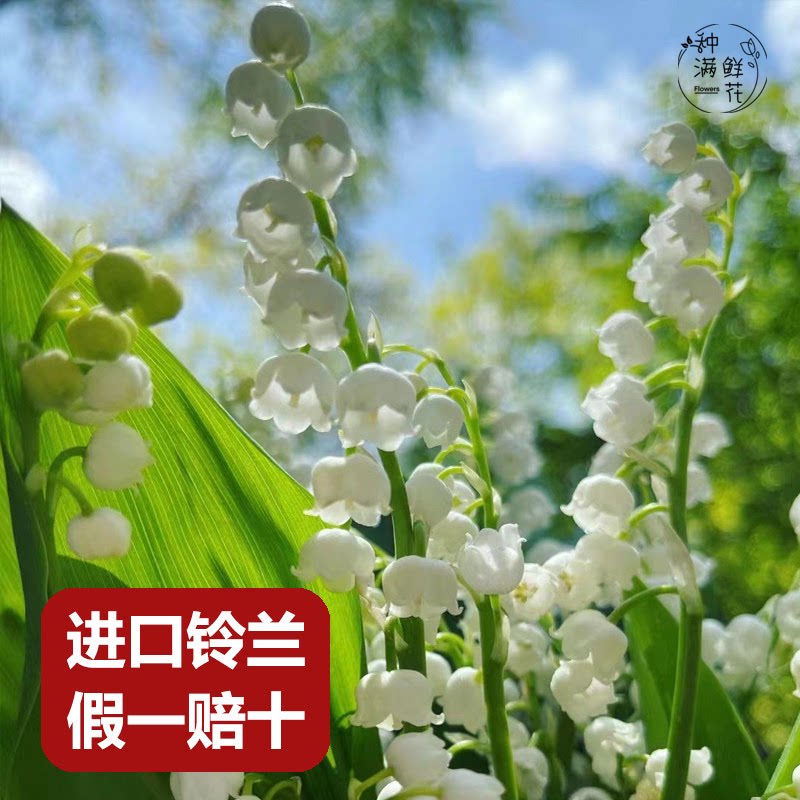 种满鲜花荷兰进口铃兰种球花苗室内办公室多年生耐寒好养盆栽花卉