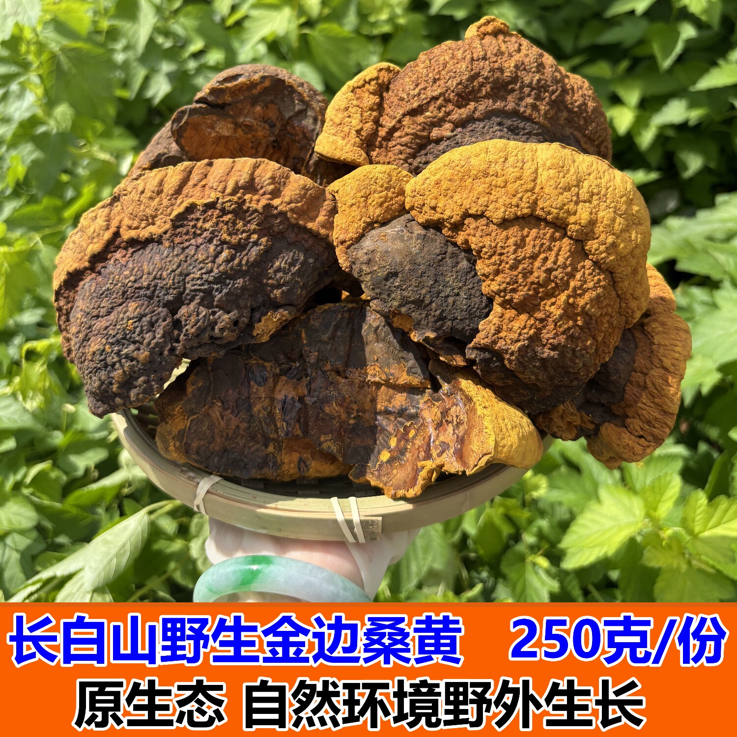 长白山野生金边桑黄可切片养生茶食药用菌250克手工挑选杨树桑黄