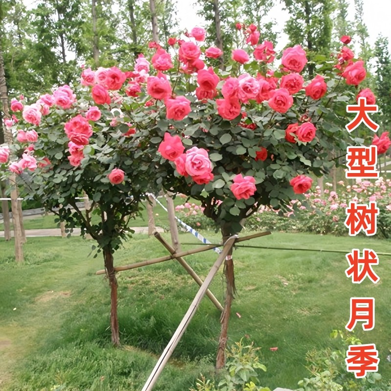 树状月季花苗藤本月季盆栽花卉室内植物绿植四季大花开花玫瑰花苗,鲜花速递/花卉仿真/绿植园艺,月季/蔷薇/玫瑰,淘宝优惠券,粉丝福利购,淘宝优惠卷