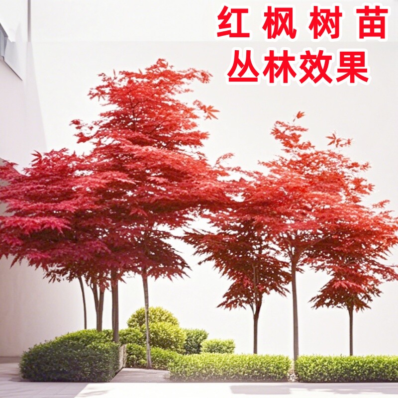 中国红枫树苗日本红枫小苗盆栽花卉绿植物四季红枫苗盆景老桩庭院