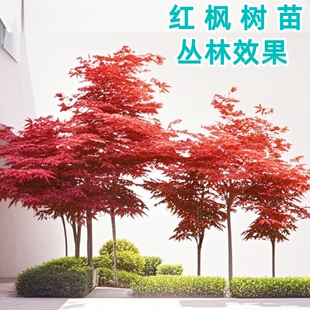 中国红枫树苗日本红枫小苗盆栽花卉绿植物四季红枫苗盆景老桩庭院