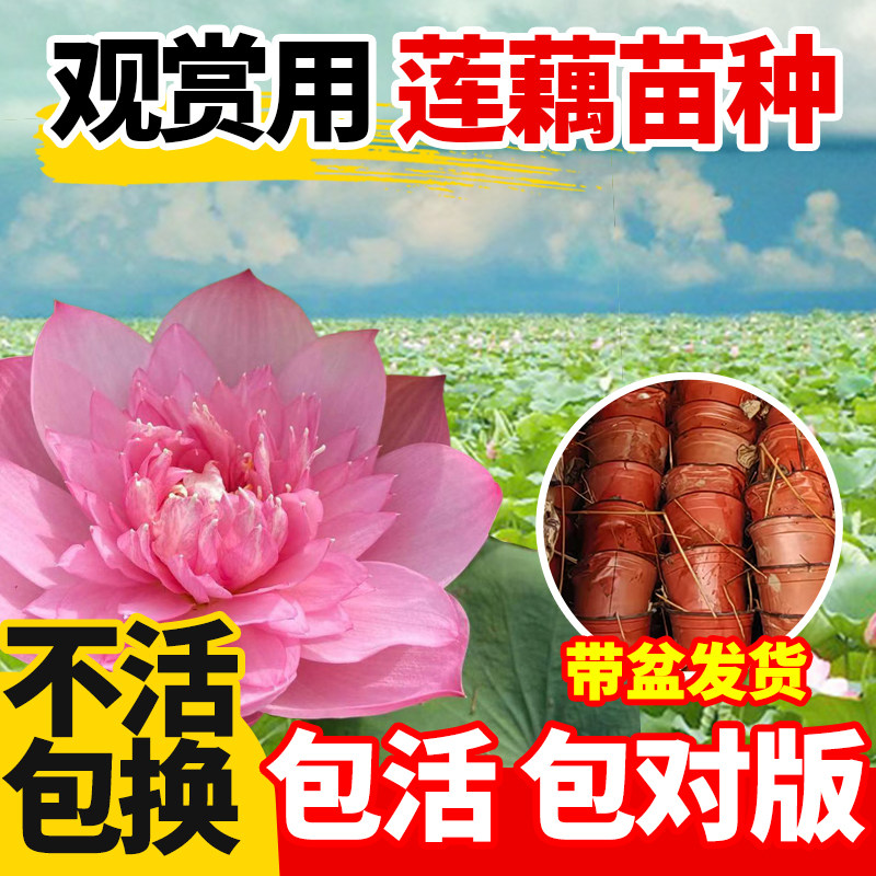 大型观赏荷花种藕苗水培植物庭院盆栽池塘水缸碗莲莲花苗造景专用,鲜花速递/花卉仿真/绿植园艺,水生植物,淘宝优惠券,粉丝福利购,淘宝优惠卷
