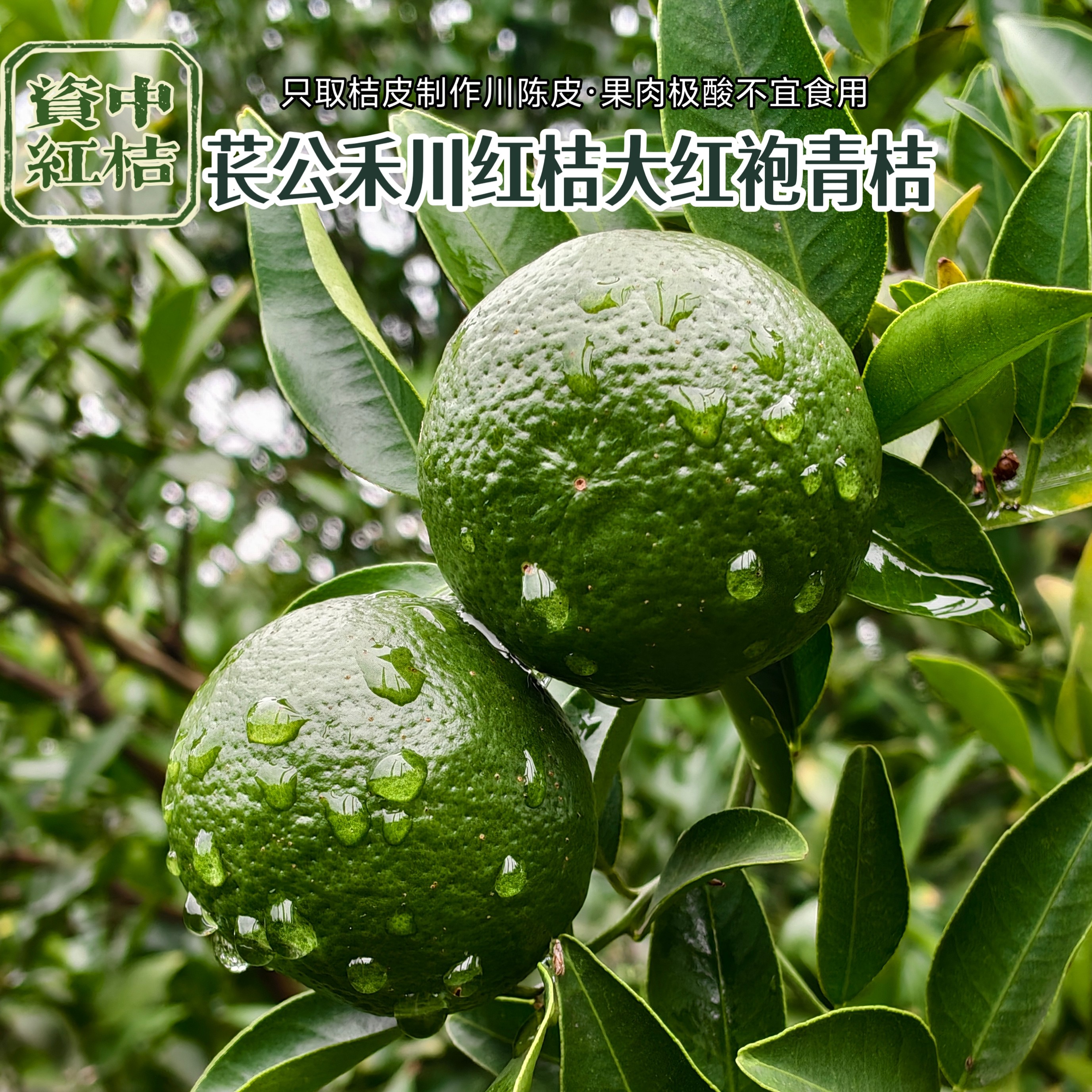 正宗资中川红桔大红袍原料