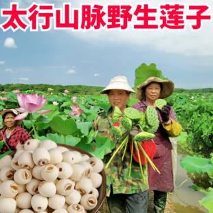 太行山脉野生白莲子中药材白莲子带芯特产无硫莲子干货有芯500g