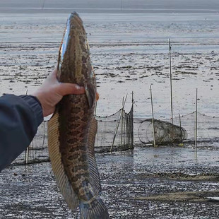 黑龙江黑鱼鲜活现杀乌鱼财鱼活鱼新鲜炖汤术后顺3斤包邮