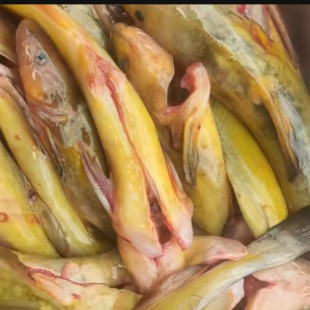 黑龙江冷水淡水鱼鲜活牛尾巴鲿鱼黄牯鱼黄颡鱼