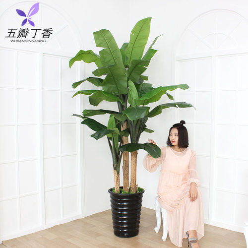 大型客厅盆栽摆设花造景芭蕉树