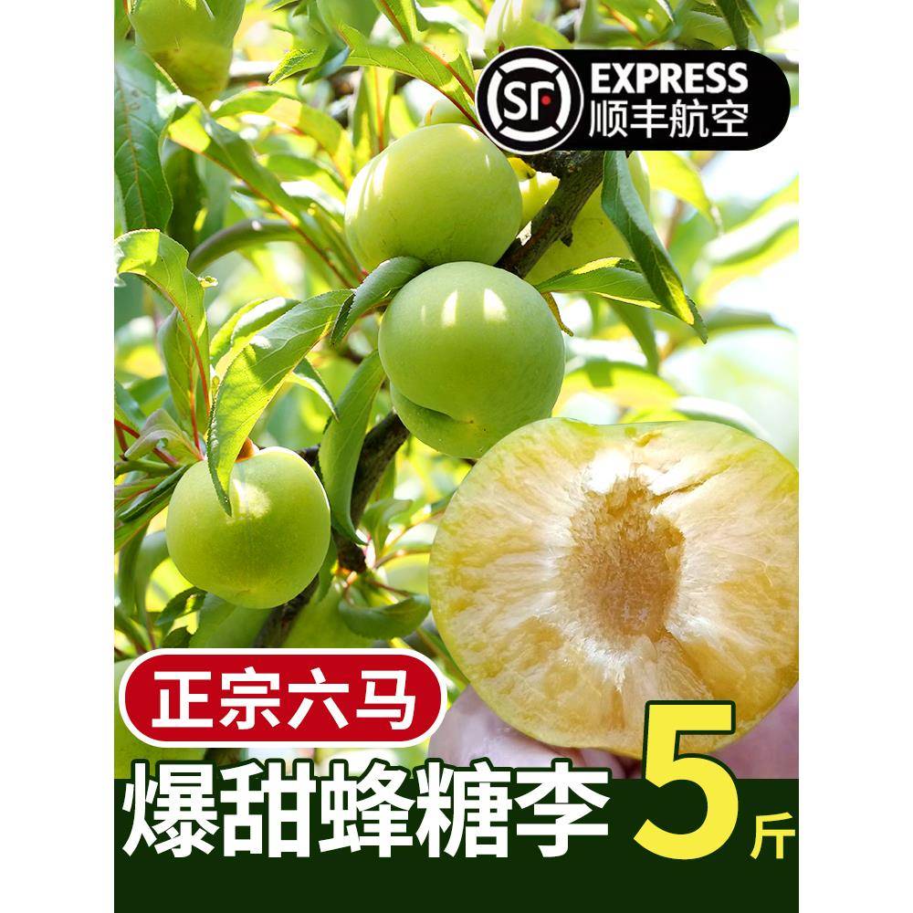 正宗贵州安顺镇宁六马蜂糖李脱骨李子水果 现摘现发 礼盒包装5斤