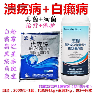 30%王铜+代森锌严重溃疡病穿孔治疗保护耐雨真菌细菌杀菌