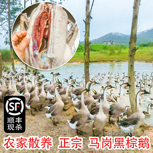 正宗农家散养老鹅大肉鹅 新鲜现杀马岗黑棕鹅成年活草鹅大肉鹅7斤