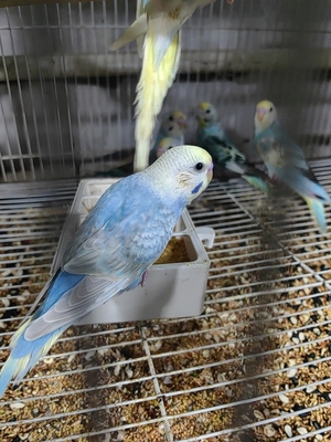 鹦鹉活体幼鸟金彩虎皮鹦鹉小鸟亲人可手养鹦鹉