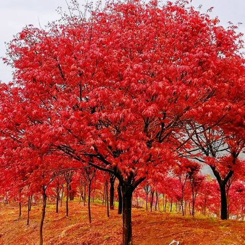 庭院日本包邮红枫树苗