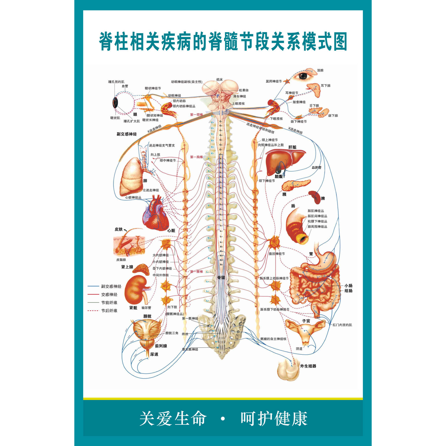 脊柱相关疾病的脊髓节段关系模式图医学宣传挂图医院布置海报