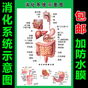 消化肠道系统结构示意图医学挂图血液人体生殖器官医院解剖图海报
