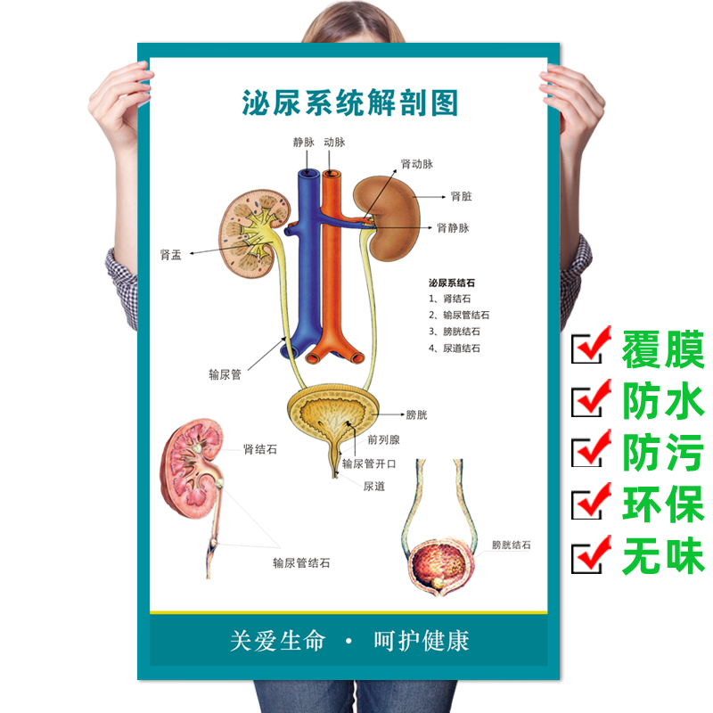 医院人体泌尿系统结构示意图海报男女生殖结石挂图泌尿系统解剖图 - 封面