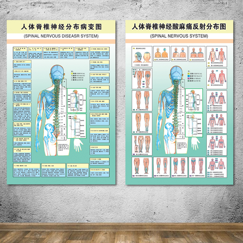 人体脊椎神经分布病变图脊柱全息图医院宣传挂图人体器官解剖图