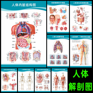 人体解剖图骨骼结构图血液神经器官肌肉淋巴消化泌尿系统示意挂图