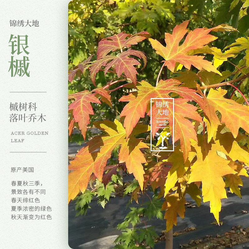 优质正宗银红槭 银白槭 银槭 速生 叶背面银白色 秋天变黄色红色