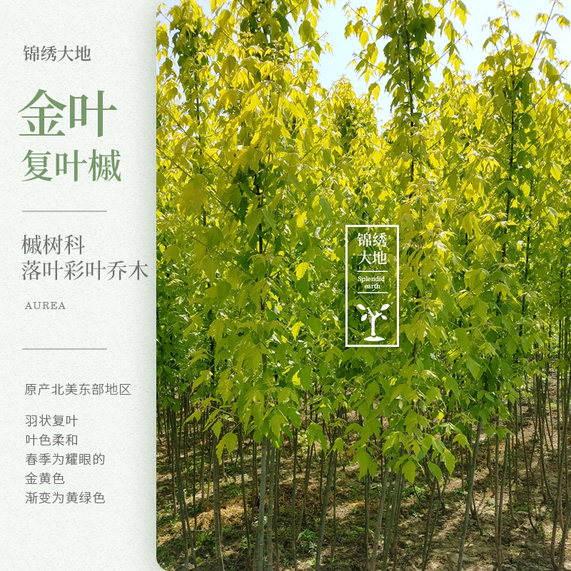 优质正宗金叶复叶槭苗  叶三季金黄 树种 黄叶复叶槭 槭树苗木