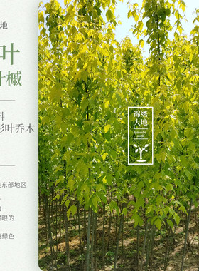 优质正宗复叶槭三季金黄树种苗木