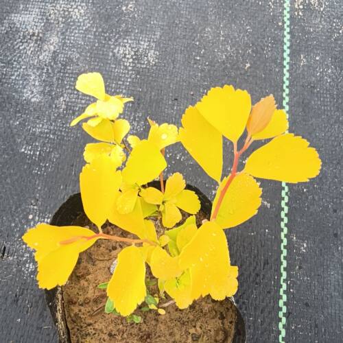 锦绣大地盆栽 黄金喷泉  黄金绣线菊 庭院阳台植物 彩叶树种