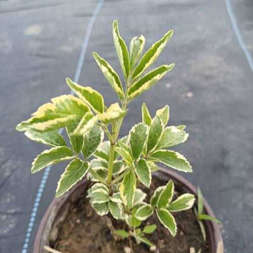 锦绣大地盆栽  花叶接骨木麦当娜 庭院阳台植物 彩叶树种