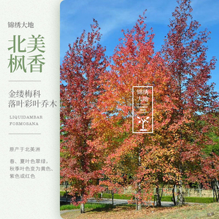 北美枫香 胶皮枫香 庭院绿化树种 秋彩变色树种 枫树